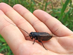 Teleogryllus emma