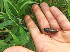 Teleogryllus emma