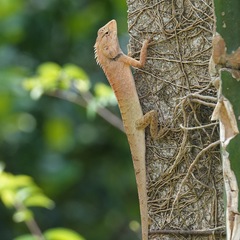Calotes versicolor