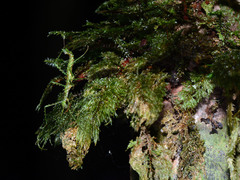 Parastheneboea monticola