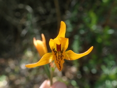 Chloraea chrysantha