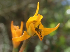 Chloraea chrysantha