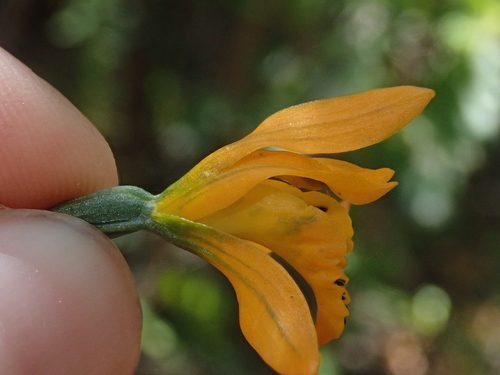 Image of Chloraea chrysantha by (c) Nolan Exe, some rights reserved (CC BY)