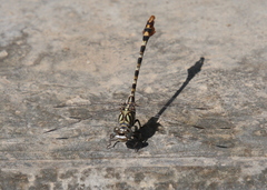 Paragomphus sinaiticus