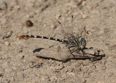 Paragomphus sinaiticus