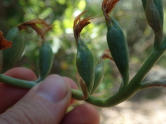 Chloraea chrysantha