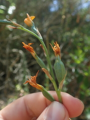 Chloraea chrysantha