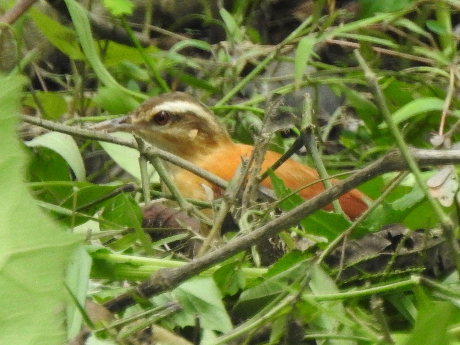 Lesser Hornero (Furnarius minor), photo 9