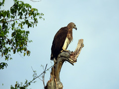 Haliaeetus ichthyaetus