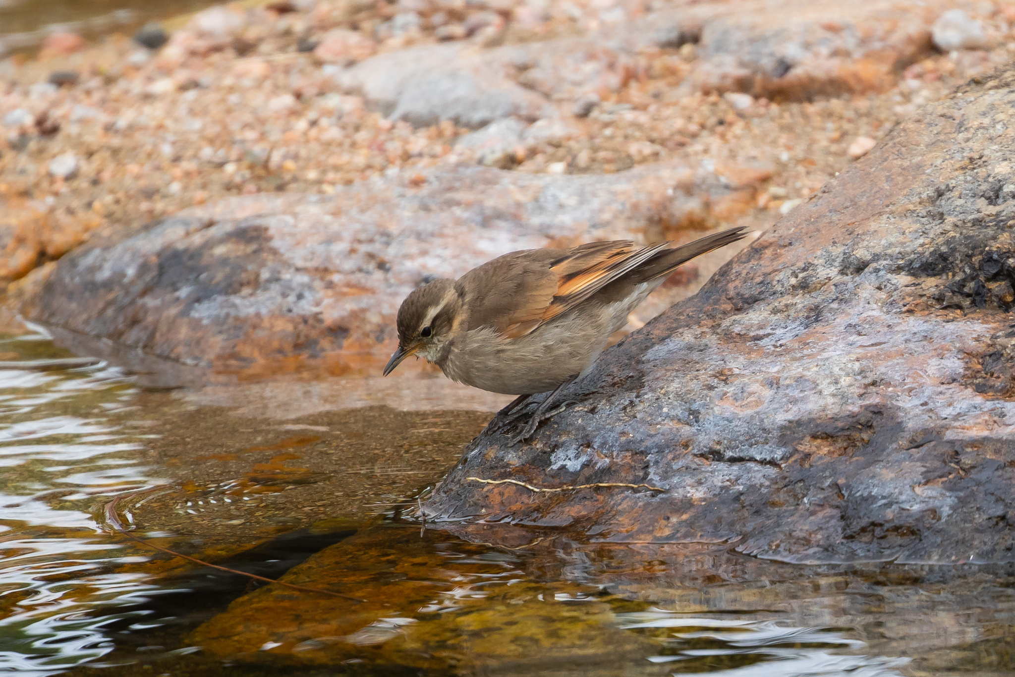 Cordoba Cinclodes (Cinclodes comechingonus), photo 5