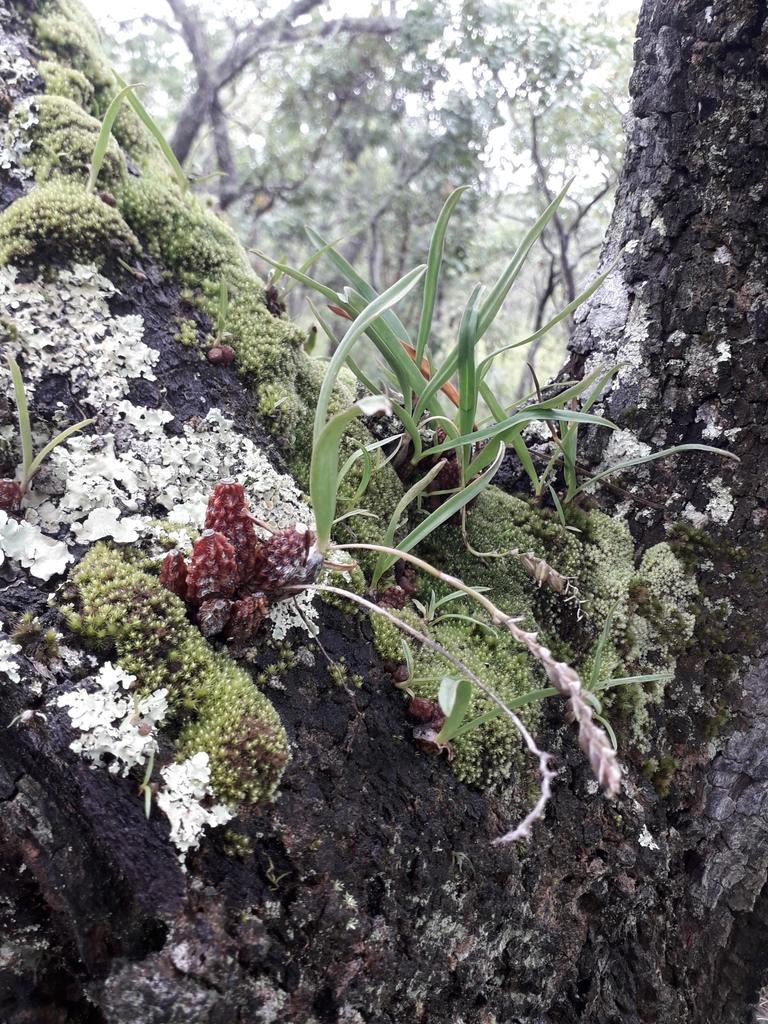 Bulbophyllum rugosibulbum