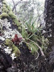 Bulbophyllum rugosibulbum image