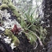Bulbophyllum rugosibulbum - Photo (c) Nicholas Wightman, algunos derechos reservados (CC BY-NC), uploaded by Nicholas Wightman