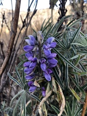 Lupinus montanus