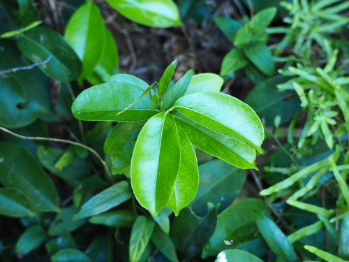 Celastrus hindsii iNat (2)