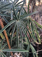Lupinus montanus