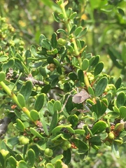 Leptoglossus chilensis