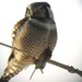 American Hawk Owl - Photo (c) charley, some rights reserved (CC BY-NC), uploaded by charley