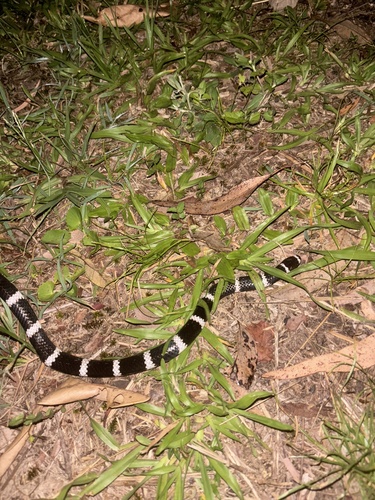 Eastern Bandy Bandy sighting