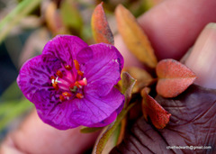 Rhododendron lepidotum