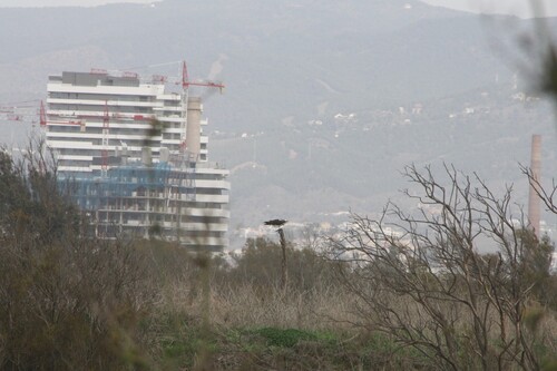 Avistamiento Águila pescadora (Marismas Tinto-Odiel)