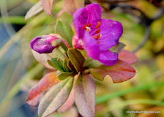 Rhododendron lepidotum