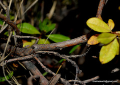 Rhododendron lepidotum