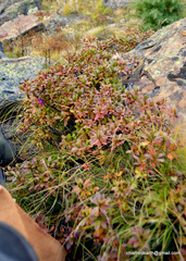 Rhododendron lepidotum