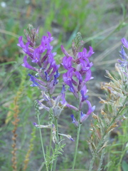 Astragalus varius