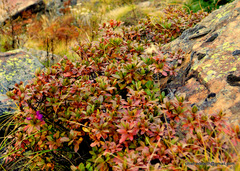 Rhododendron lepidotum