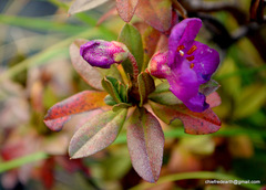 Rhododendron lepidotum