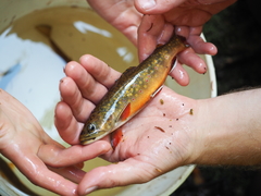Salvelinus fontinalis image