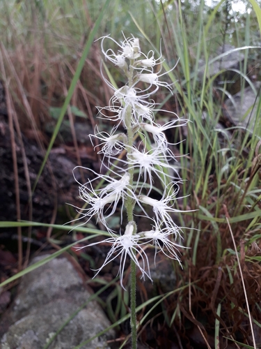 Holothrix longiflora image