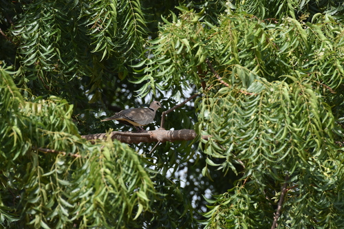 Vinaceous Dove