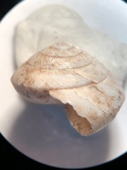 Ventridens intertextus