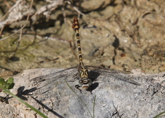 Paragomphus sinaiticus