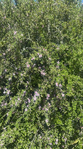 Karoo Crossberry (Grewia robusta)