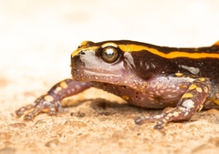 Banded Rubber Frog photo 4