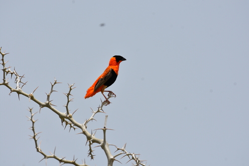 Northern Red Bishop