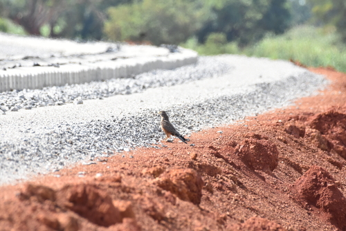 Grasshopper Buzzard