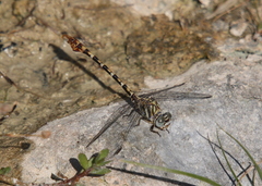 Paragomphus sinaiticus