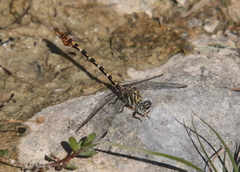 Paragomphus sinaiticus