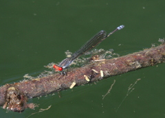 Pseudagrion sublacteum
