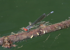 Pseudagrion sublacteum