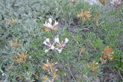 Astragalus glaucus
