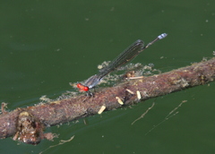 Pseudagrion sublacteum