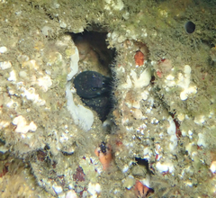 Gymnothorax mordax