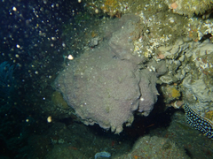 Eudistoma psammion