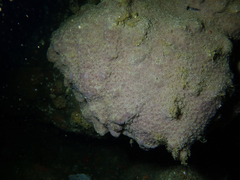Eudistoma psammion