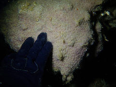 Eudistoma psammion